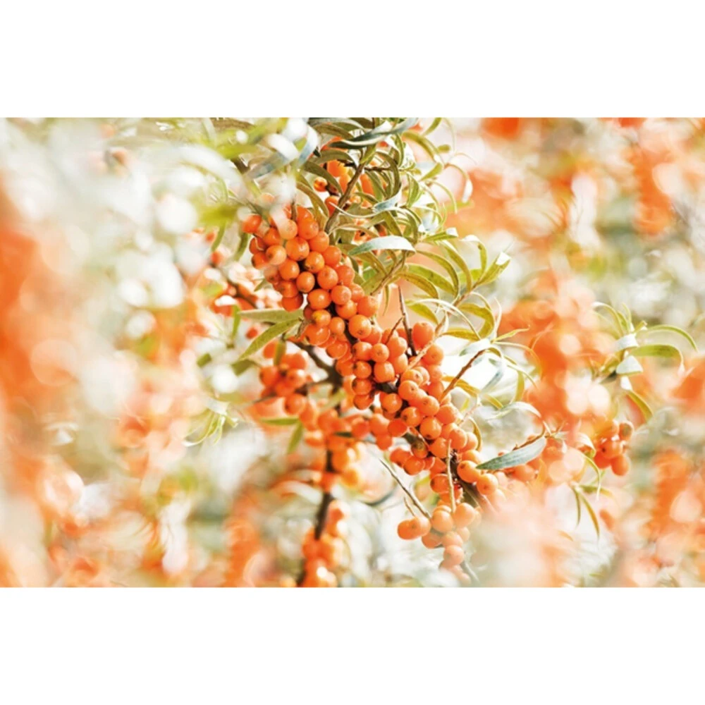 2x Weleda Elixer Bio Duindoorn 2 2x Weleda Elixer Bio Duindoorn - Afbeelding 2